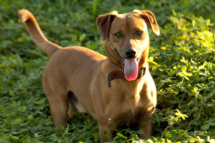 Hund
