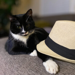 Jesson mata katt med hatt