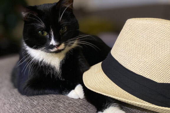 Jesson mata katt med hatt